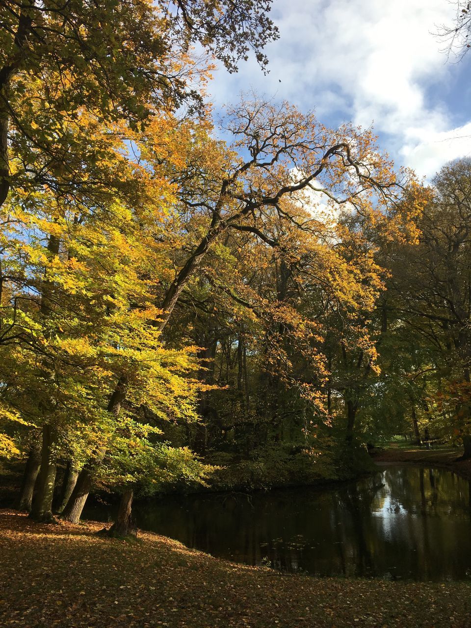 tree, autumn, nature, beauty in nature, tranquility, tranquil scene, growth, outdoors, scenics, change, leaf, no people, sky, lake, branch, day, water, landscape, forest