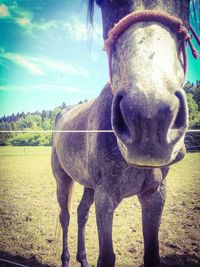 Horse standing on field