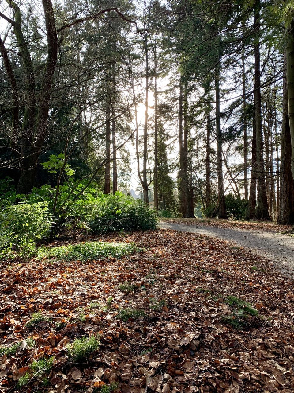 TREES AND PLANTS IN FOREST