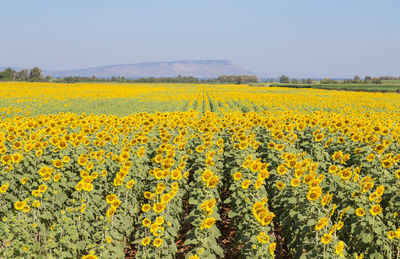 Scenic view of oilseed rape field against sky