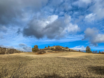 Scenic view of agricultural field against sky