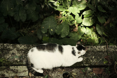 Cat relaxing on a plant