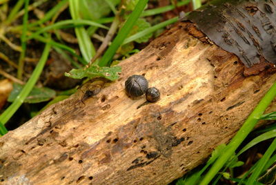 Close-up of snail on tree trunk