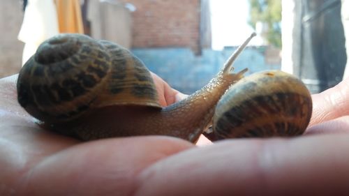 Close-up of snail on hand