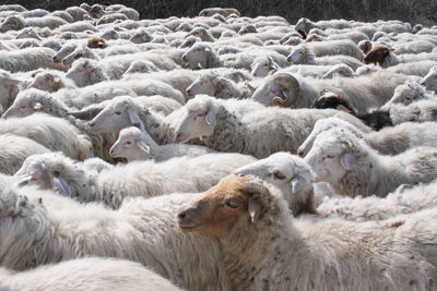 Sheep on farm