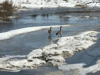 View of birds on frozen lake during winter