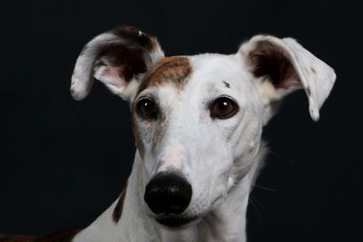 Close-up portrait of dog against black background