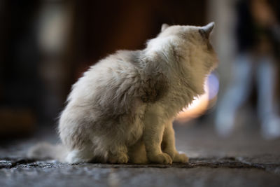 Close-up of a cat