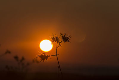 Silhouette plant against sky during sunset