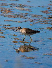 Close-up of bird in lake