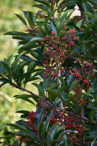 Close-up of red flowers