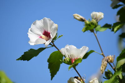 Close-up of white flowering plant against blue sky