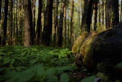 Surface level of trees in forest