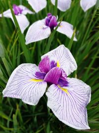 Close-up of purple iris blooming outdoors