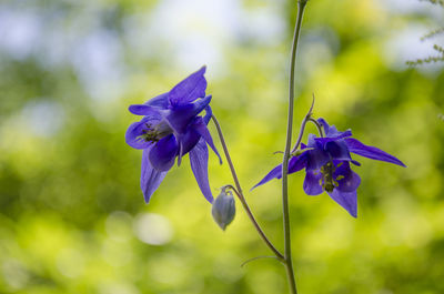 Close-up of purple flowers blooming