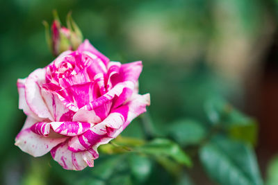 Close-up of pink rose