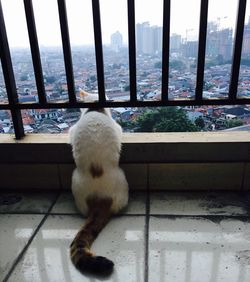 Dog on window