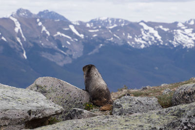 View of sheep on rock