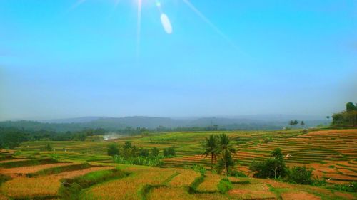 Scenic view of agricultural field against sky