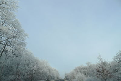Low angle view of snow covered trees against sky