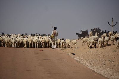 Rear view of sheep walking on road