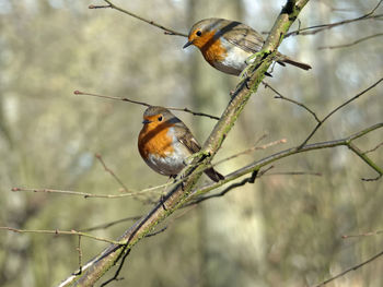 Close-up of bird perching on branch