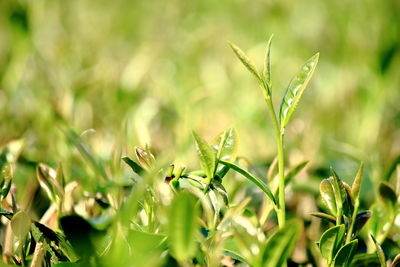 Close-up of fresh green plant in field