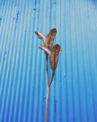 Close-up of butterfly on flower