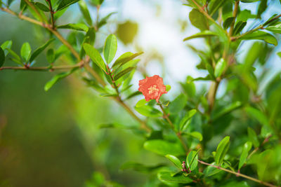Close-up of red flowering plant