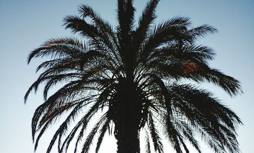 Low angle view of palm trees against clear sky