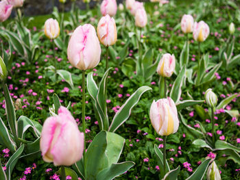 Close-up of pink flowers