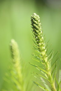 Close-up of fern