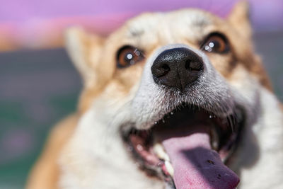 Close-up of dog looking away