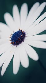 Close-up of white flower