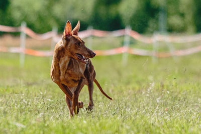 Cirneco dell etna dog running fast and chasing lure across green field at dog racing competion