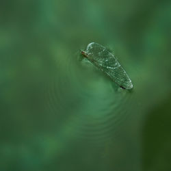 Close-up of insect floating on lake