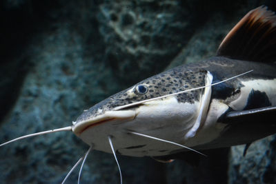 Close-up of fish in aquarium