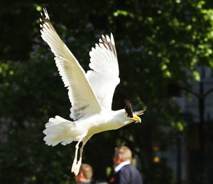 Close-up of swan flying against trees