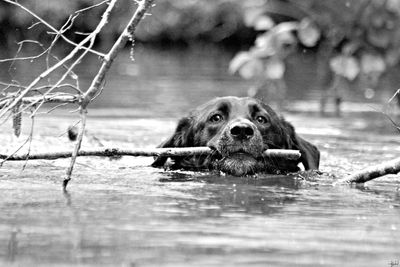 Portrait of dog in a lake