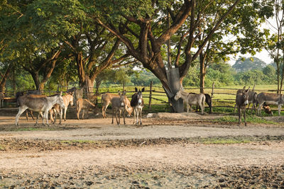 Horses in a field