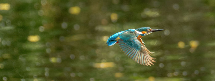 Kingfisher flying over lake