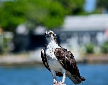 Close-up of bird against blurred background