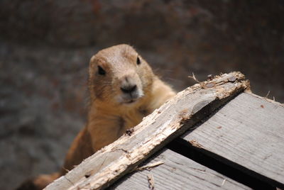 Portrait of squirrel on wood