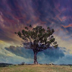 Single tree on field against cloudy sky