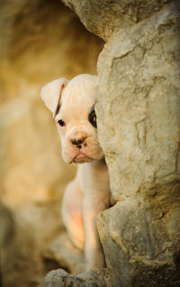 Portrait of dog sitting by rocks