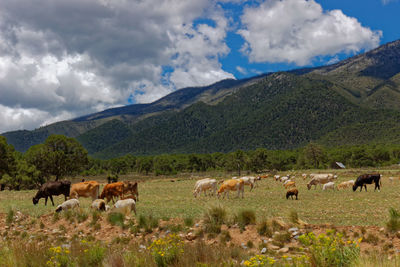 Cows grazing on grassy field against cloudy sky