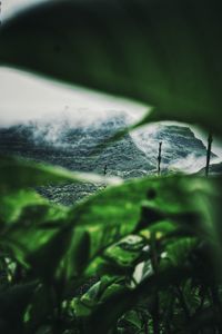 Close-up of fresh green leaf in water