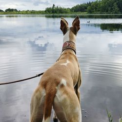 Dog standing in lake