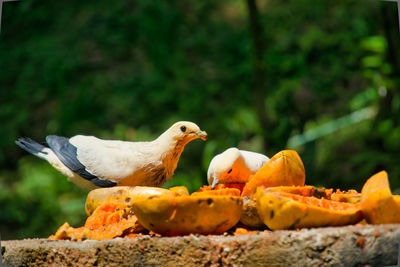 Two white pigeon eating the papaya