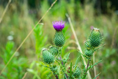 Close-up of thistle flowers on field